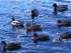 Ducks2_3.jpg (39613 bytes)